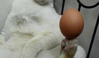 猫可以吃蛋白吗熟的 猫能吃生鸡蛋吗